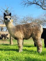 alpaca for sale