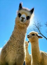 alpaca for sale