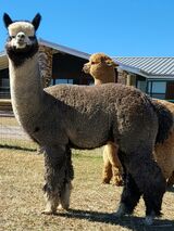 alpaca for sale