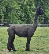 alpaca for sale