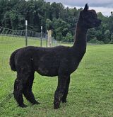 alpaca for sale