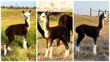 alpaca for sale