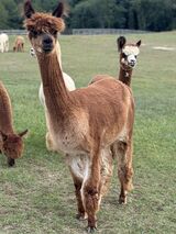 alpaca for sale