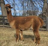 alpaca for sale