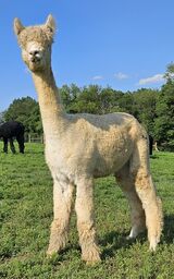 alpaca for sale