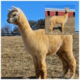 alpaca for sale