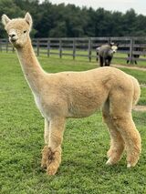 alpaca for sale