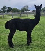 alpaca for sale