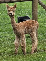 alpaca for sale