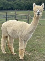 alpaca for sale