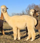 alpaca for sale