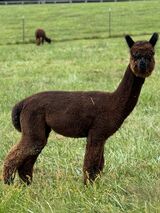 alpaca for sale