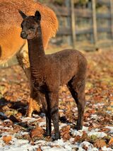 alpaca for sale