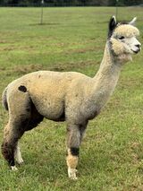 alpaca for sale