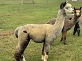 alpaca for sale