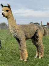 alpaca for sale