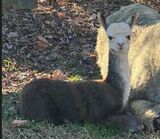 alpaca for sale