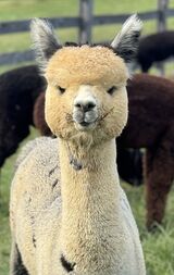 alpaca for sale