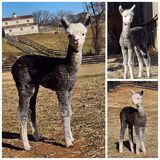 alpaca for sale