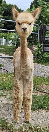 alpaca for sale