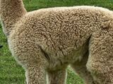 alpaca for sale