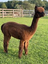 alpaca for sale