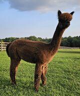 alpaca for sale