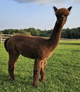 alpaca for sale