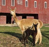 alpaca for sale