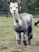 alpaca for sale