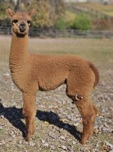 alpaca for sale