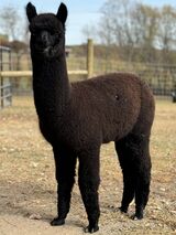 alpaca for sale