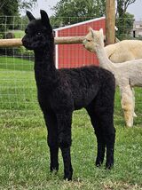 alpaca for sale