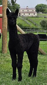 alpaca for sale