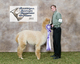 Champion - 2011 Carolina Alpaca Celebration Champion!!!