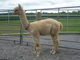 1st Cria - Zabrina