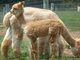 2nd Cria - Aztec (born 5/22/14)