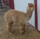 1st Cria - Copperfield (blue ribbon winner)