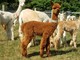 2nd Cria - Kodiak