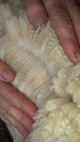 Nobleman's Fleece 2