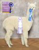 2012 cria Nobleman