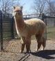 Pangia's 1st Cria (Zignature)