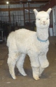 3rd cria - Presto Perfecto