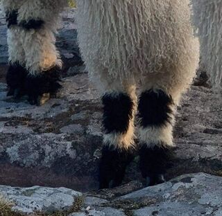 Fig. 3 Black markings on knees and hooves. Photo credit: Marita Tauni