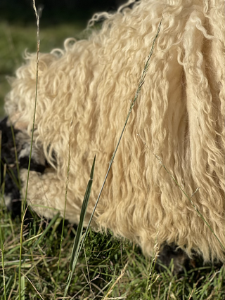 Raw Wool Valais Blacknose 50%