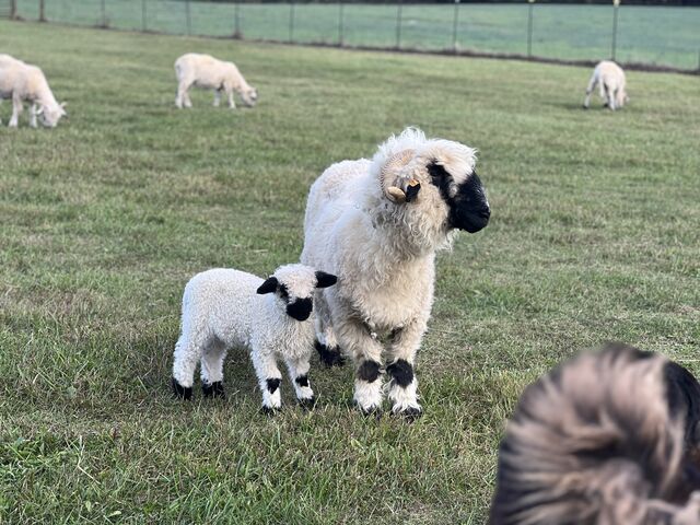 F3 Lyric and her momma, F2 Julie