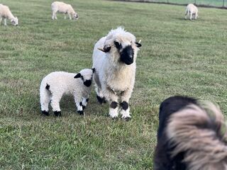 F3 Lyric and her momma, F2 Julie