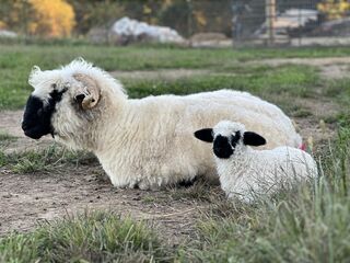 F3 Lyric and her momma, F2 Julie