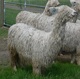 Now thats a heap of fleece on a 22 month old..and what a head!