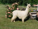  Tikanui's Kekoa of TSSS 2014 cria